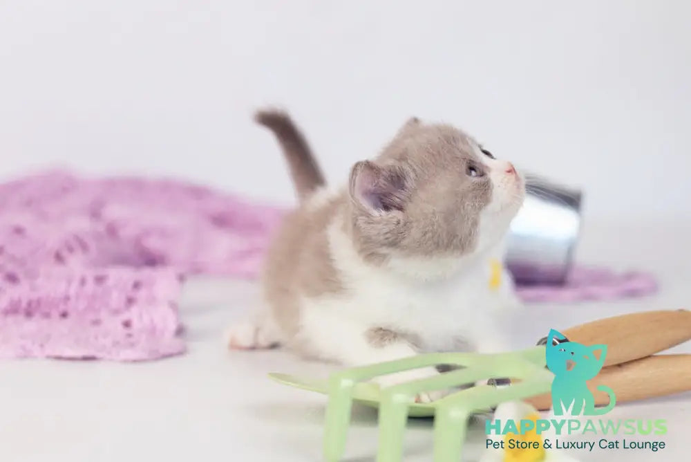 Quiana British Shorthair female lilac bicolour - live animals