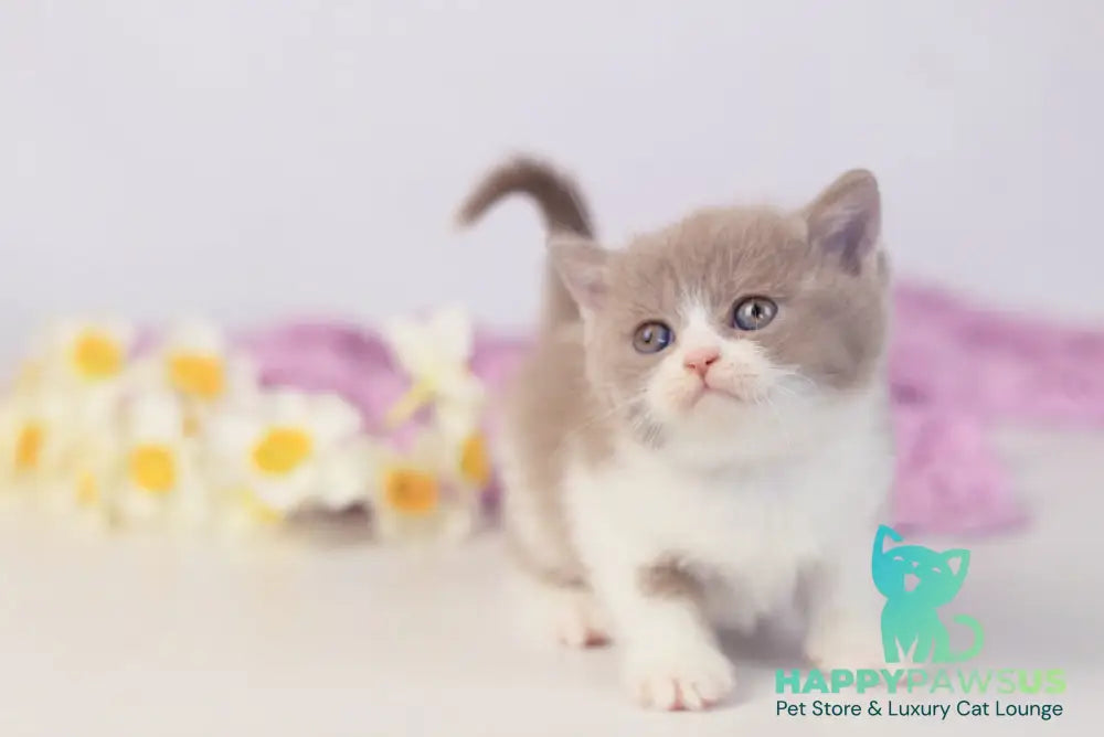 Quiana British Shorthair female lilac bicolour - live animals