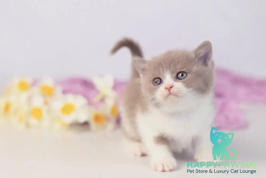 Quiana British Shorthair female lilac bicolour - live animals