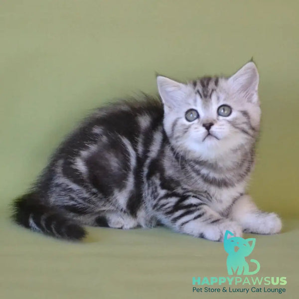 Quiana Scottish Straight female black silver tabby - live animals