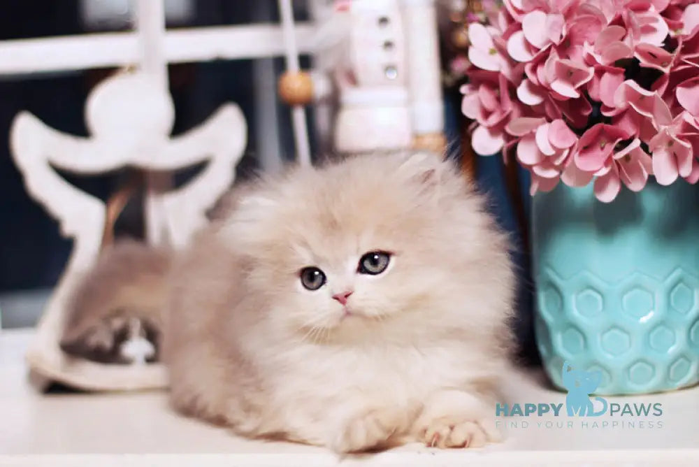 Quick British Longhair male blue golden shaded live animals