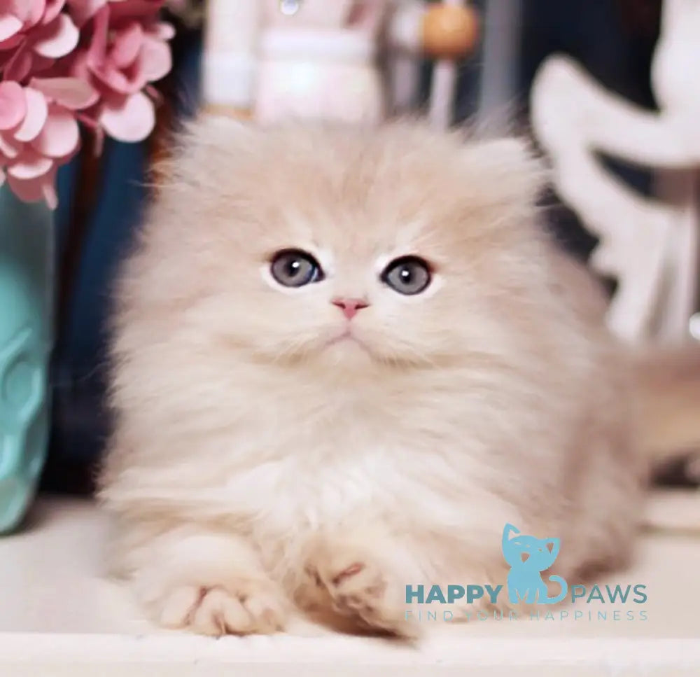 Quick British Longhair male blue golden shaded live animals