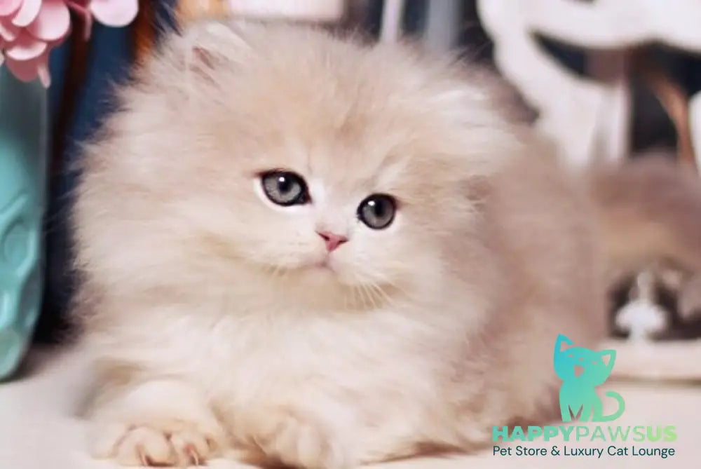 Quick British Longhair male blue golden shaded live animals