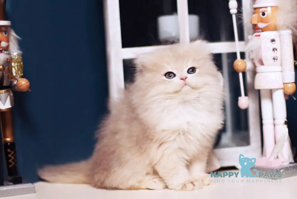 Quick British Longhair male blue golden shaded live animals