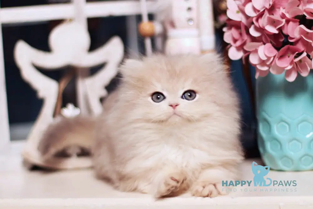 Quick British Longhair male blue golden shaded live animals