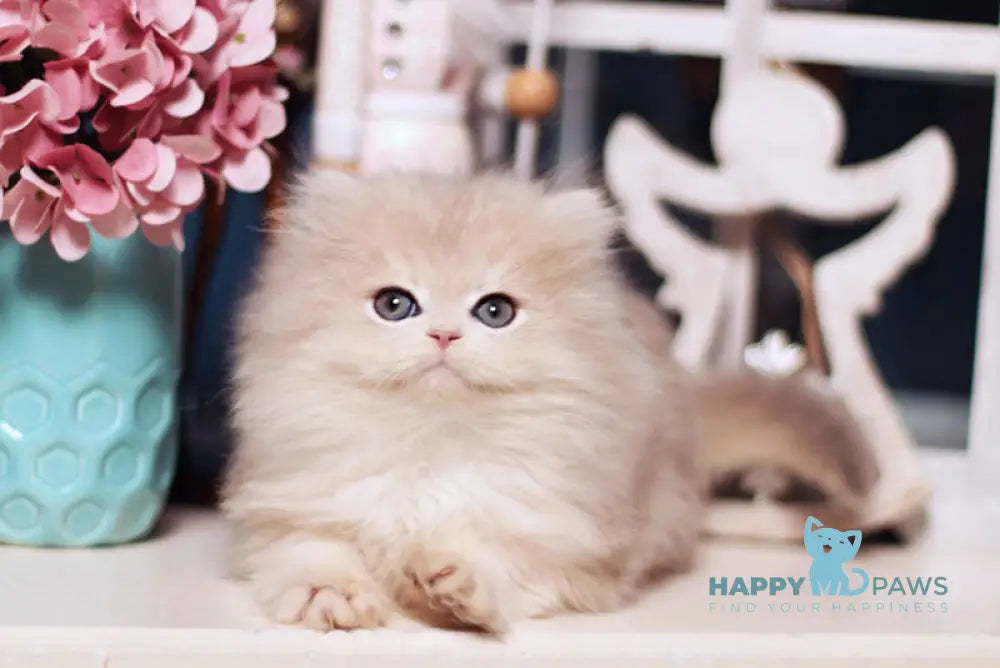 Quick British Longhair male blue golden shaded live animals