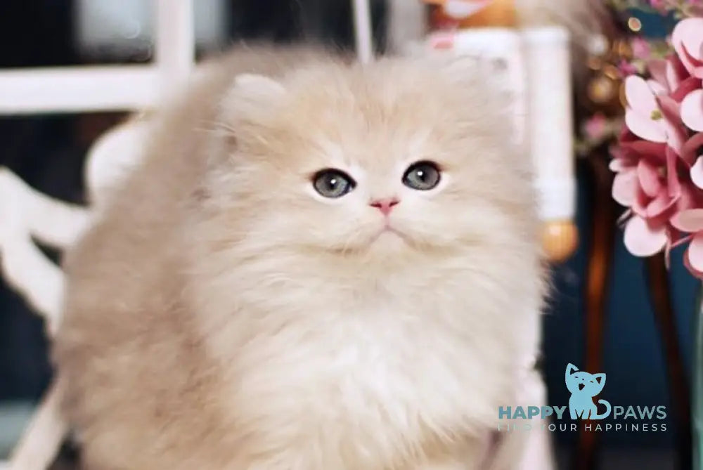 Quick British Longhair male blue golden shaded live animals