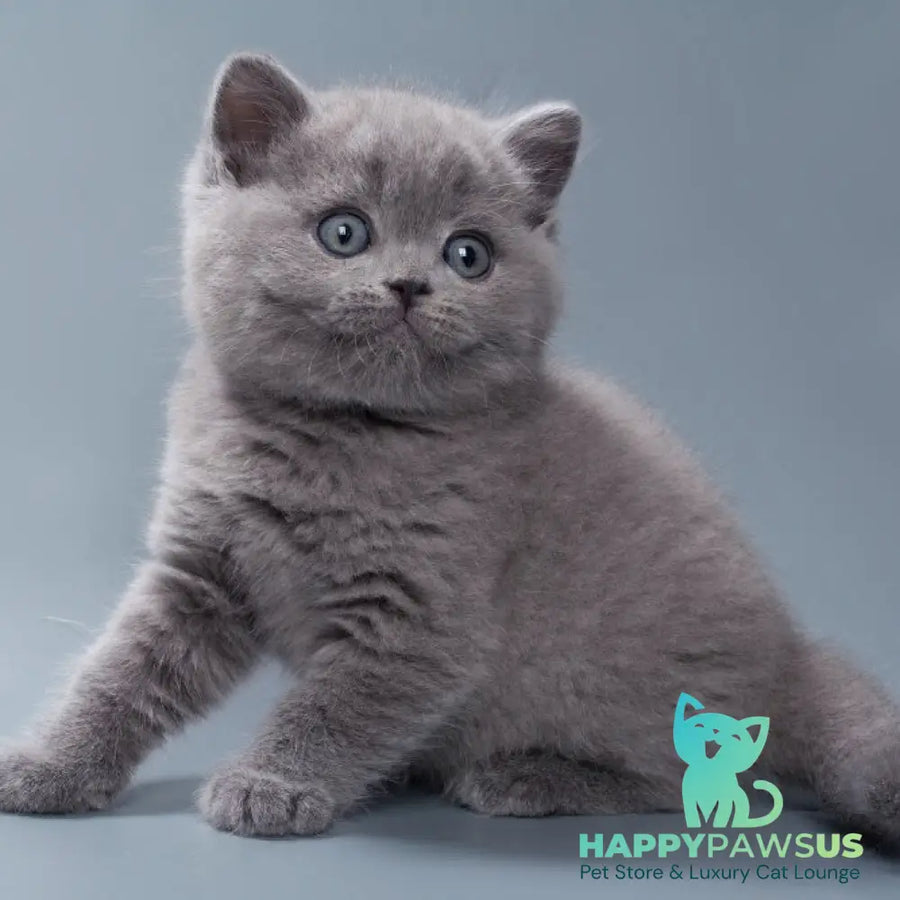 Quick British Shorthair male blue - live animals