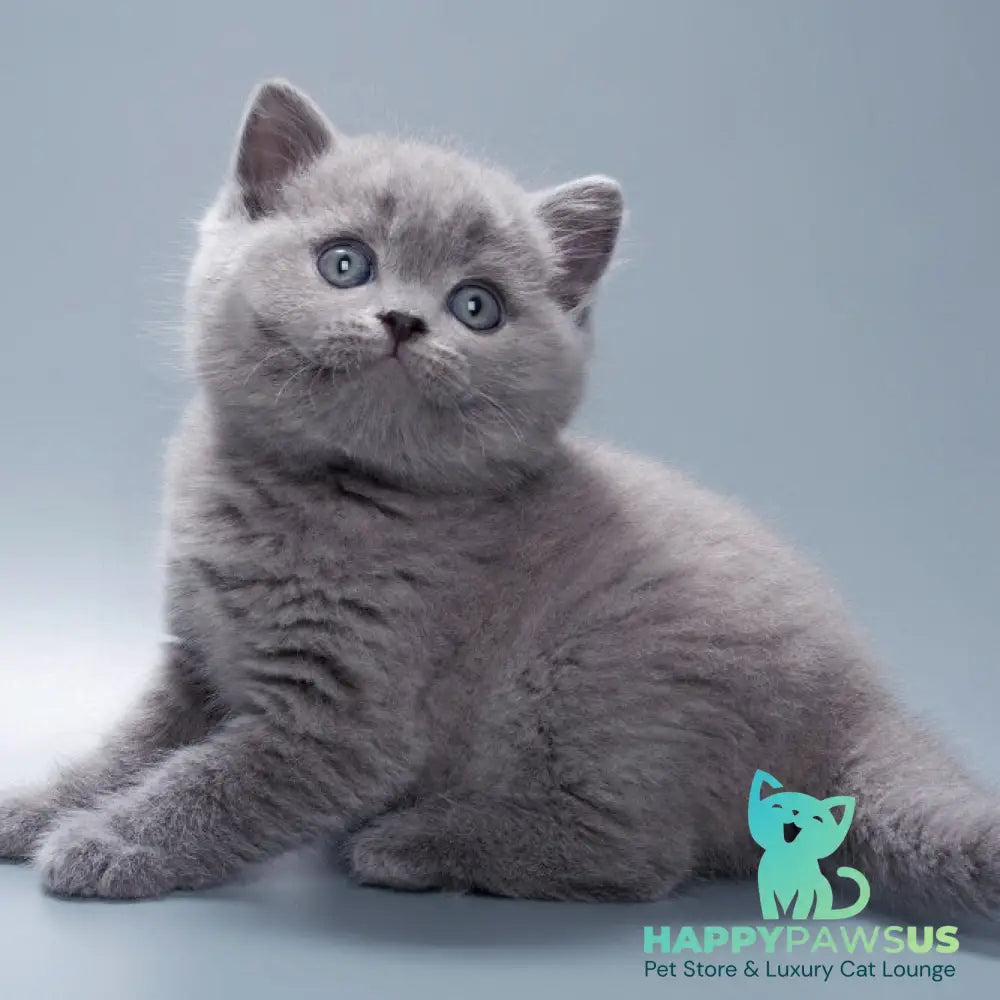 Quick British Shorthair male blue - live animals