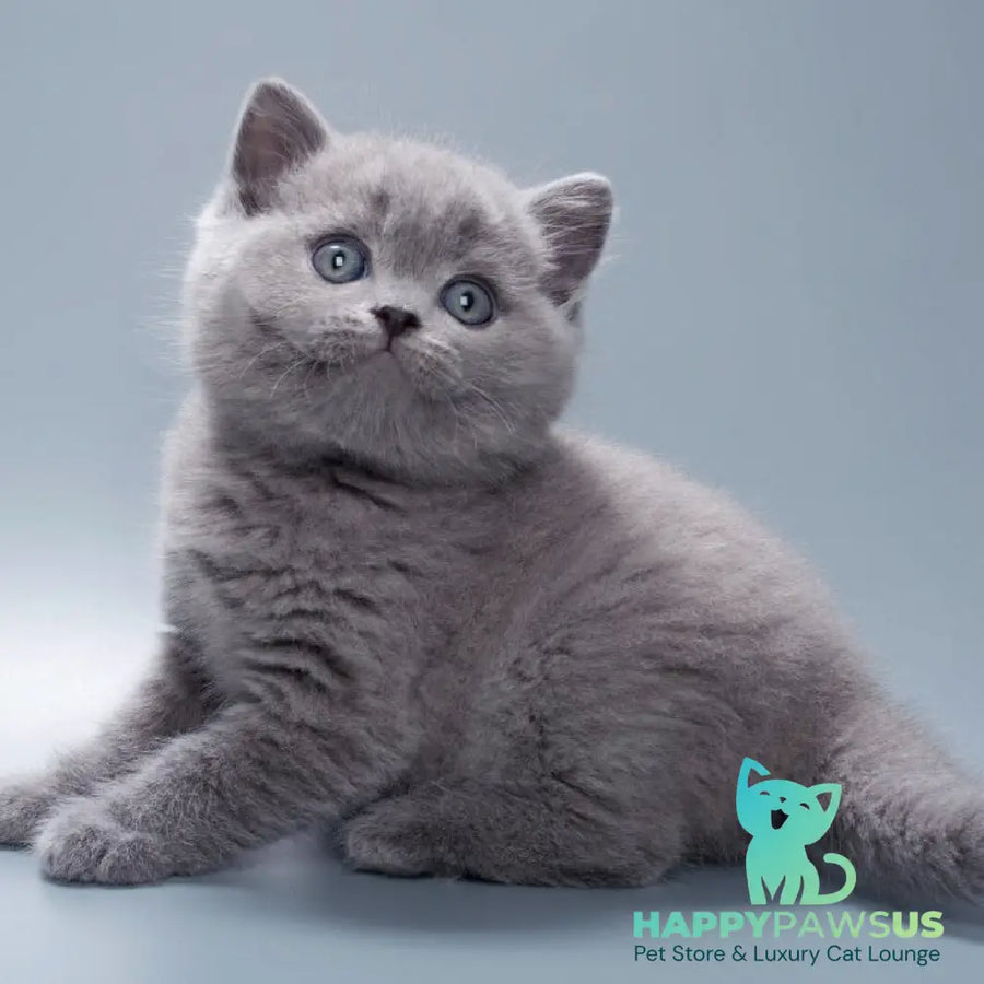 Quick British Shorthair male blue - live animals