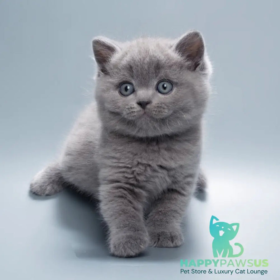 Quick British Shorthair male blue - live animals