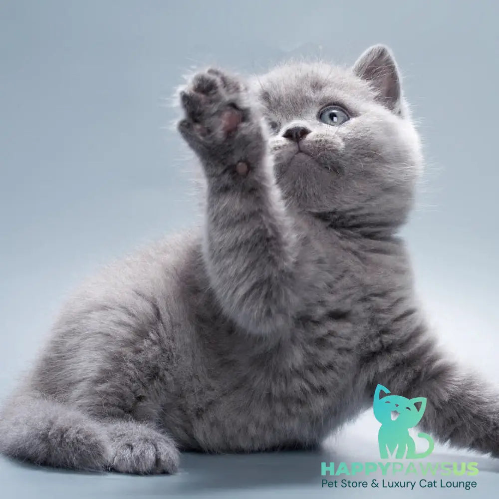 Quick British Shorthair male blue - live animals