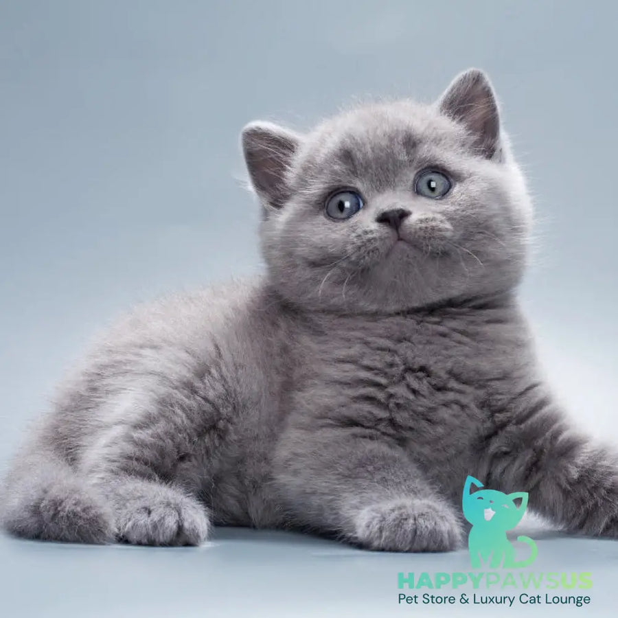 Quick British Shorthair male blue - live animals