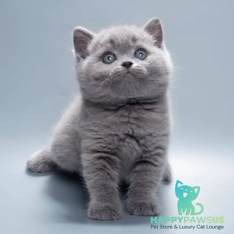 Quick British Shorthair male blue - live animals