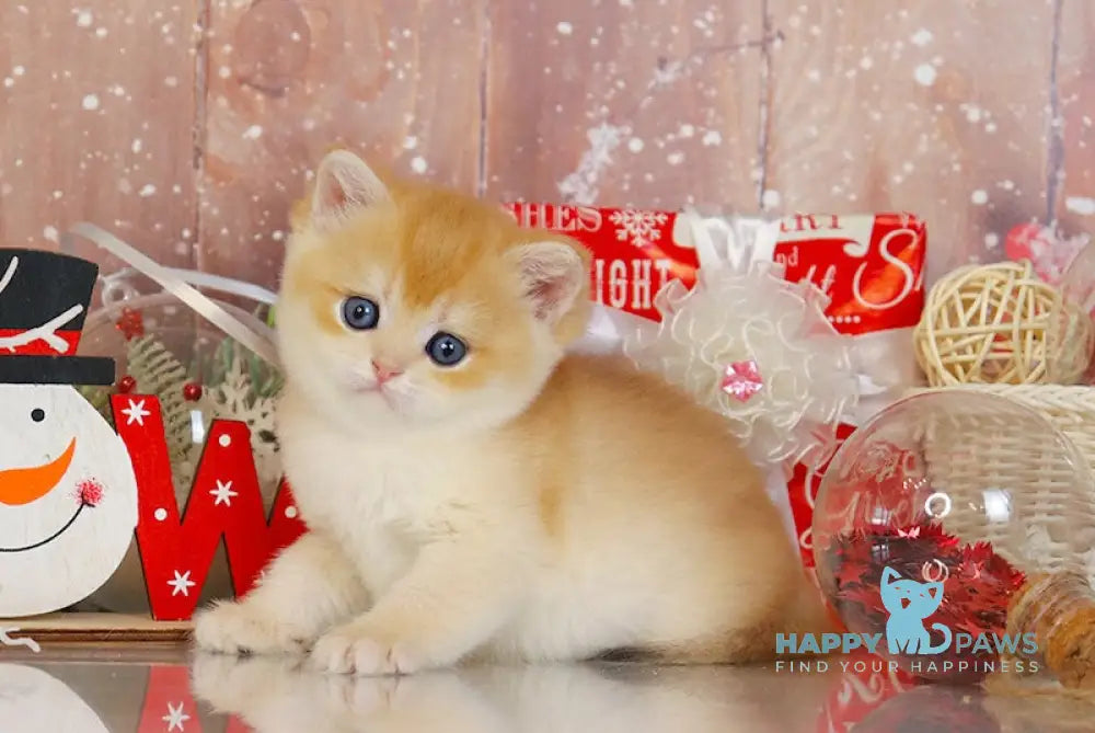 Quick Fox British Shorthair Female Black Golden Chinchilla Live Animals