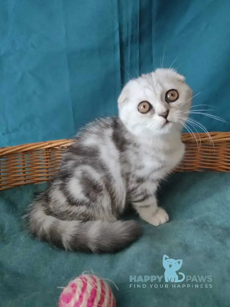 Quick lola Scottish Fold female black silver tabby live animals