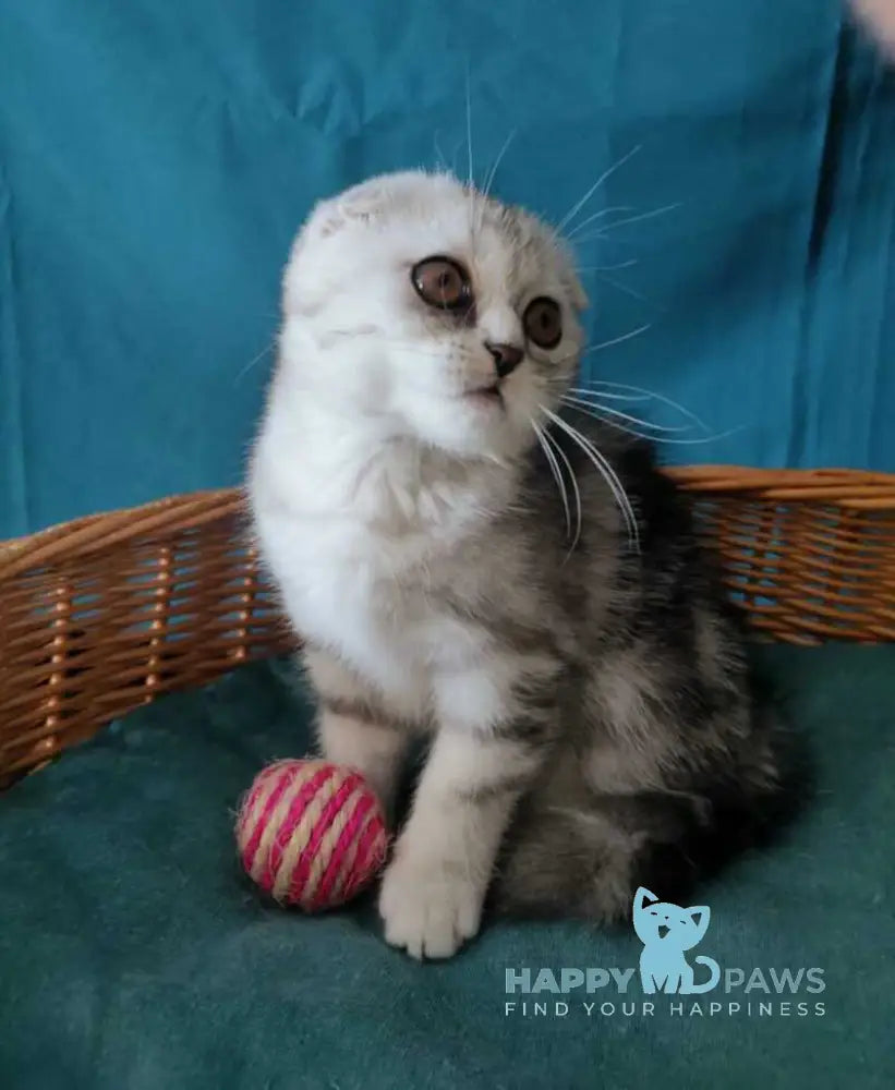 Quick lola Scottish Fold female black silver tabby live animals