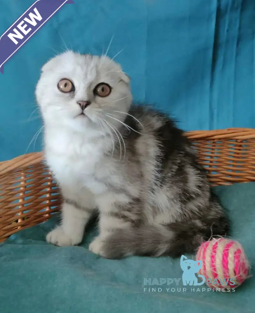 Quick lola Scottish Fold female black silver tabby live animals