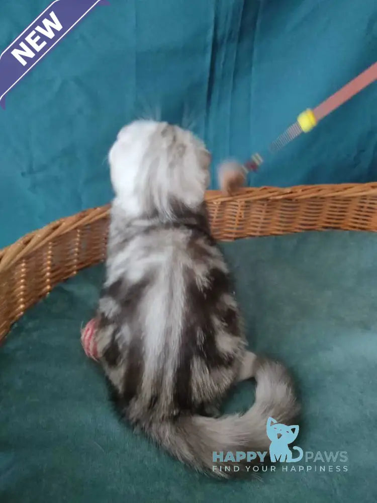 Quick lola Scottish Fold female black silver tabby live animals