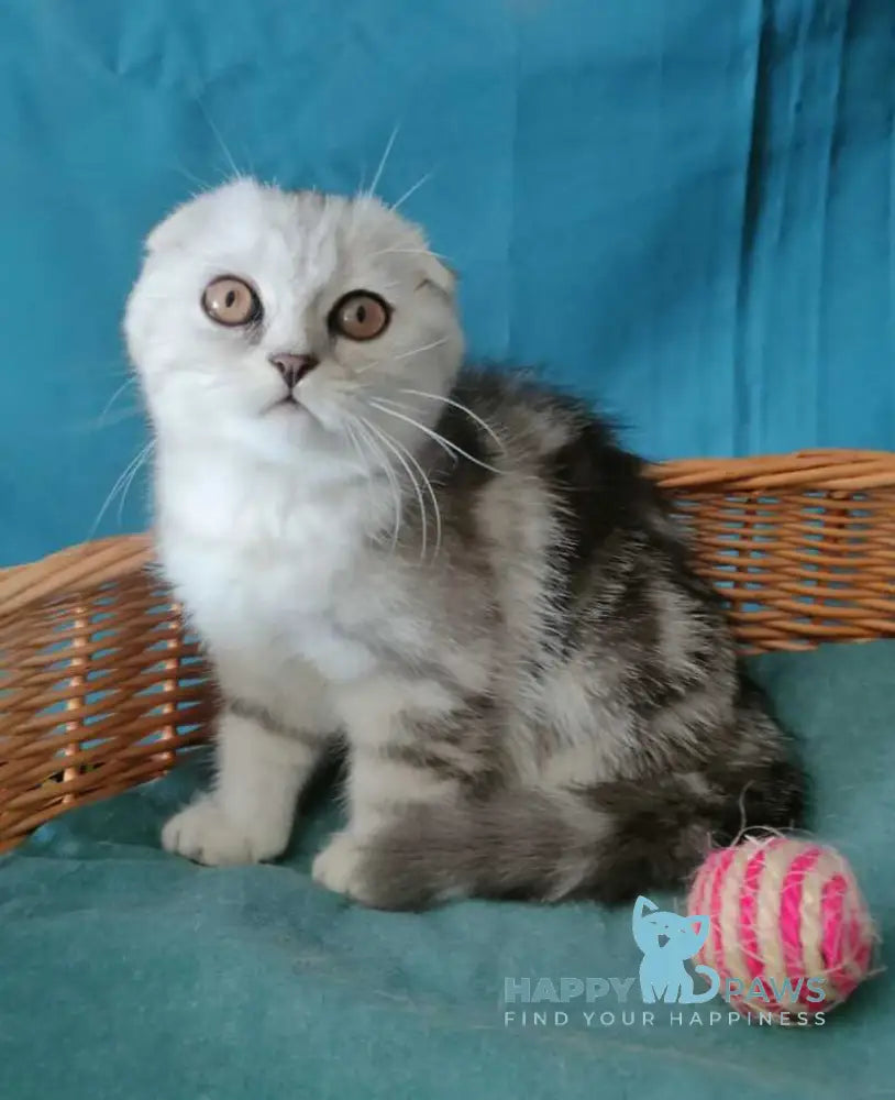 Quick lola Scottish Fold female black silver tabby live animals