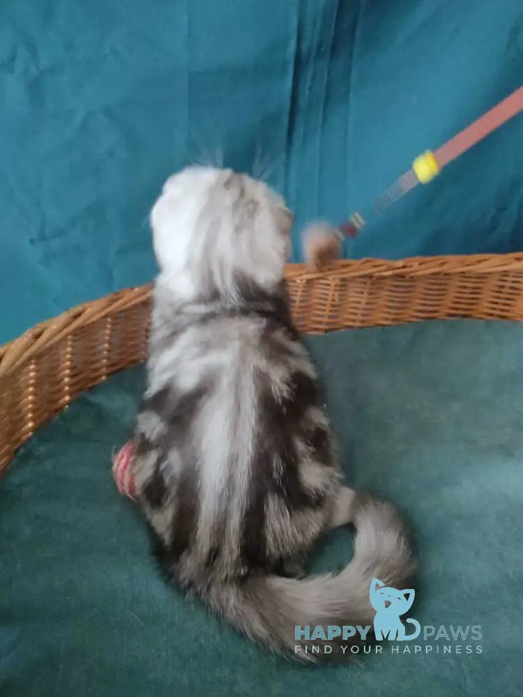 Quick lola Scottish Fold female black silver tabby live animals