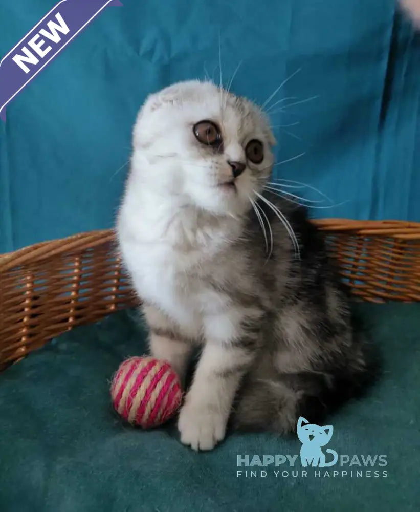 Quick lola Scottish Fold female black silver tabby live animals