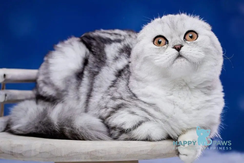 Quick lola Scottish Fold female black silver tabby live animals