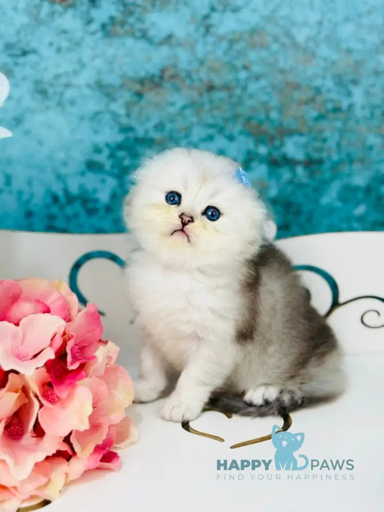 Quick Scottish Fold male black silver shaded live animals