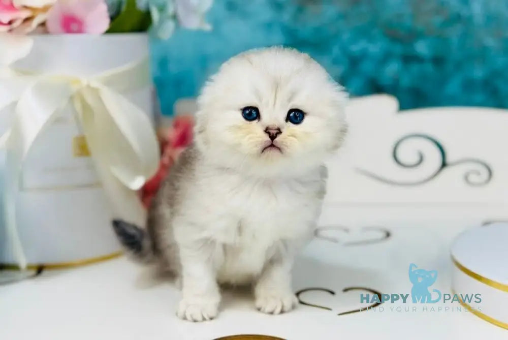 Quick Scottish Fold male black silver shaded live animals