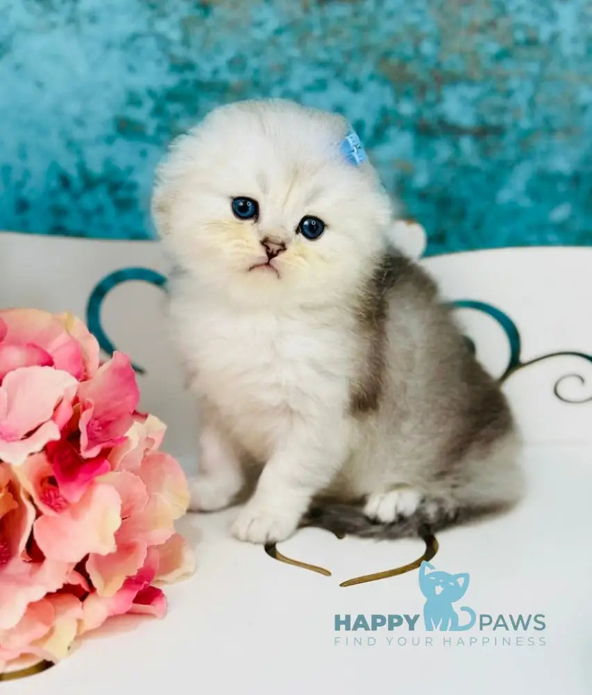 Quick Scottish Fold male black silver shaded live animals