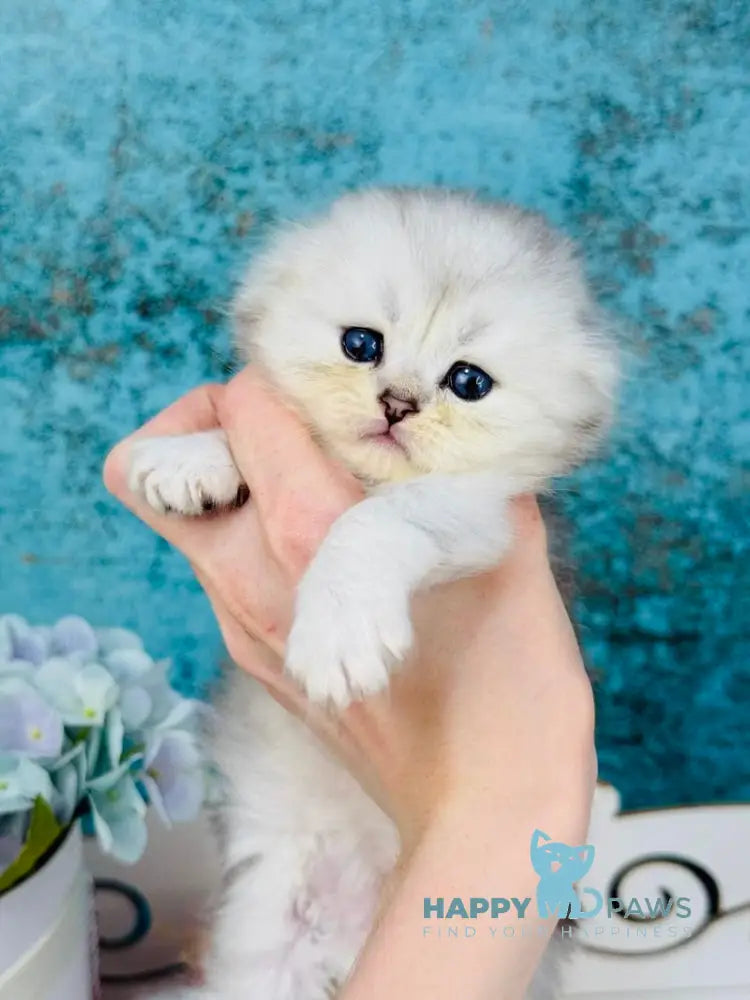 Quick Scottish Fold male black silver shaded live animals