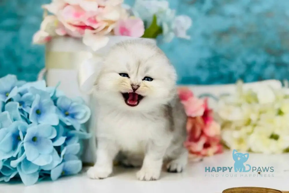 Quick Scottish Fold male black silver shaded live animals