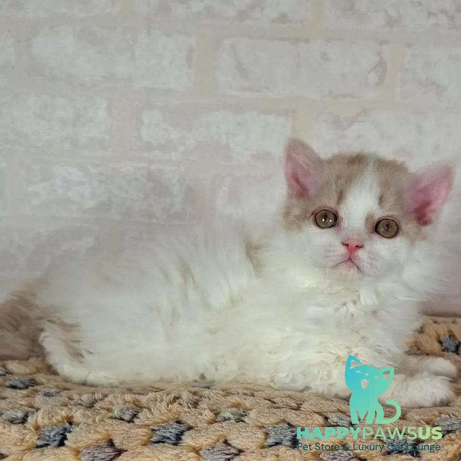 Quick Selkirk Rex male cinnamon bicolour - live animals