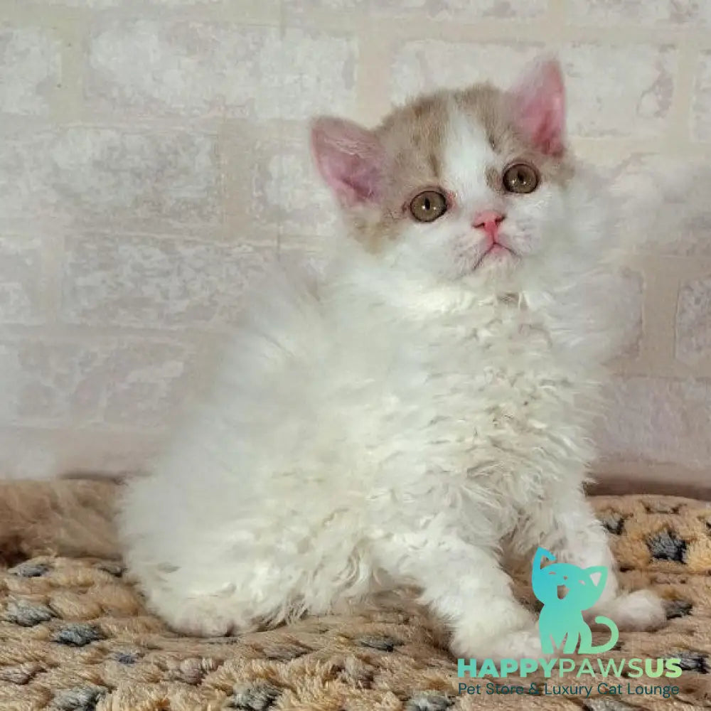 Quick Selkirk Rex male cinnamon bicolour - live animals