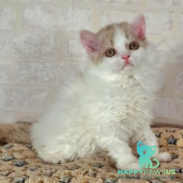 Quick Selkirk Rex male cinnamon bicolour - live animals