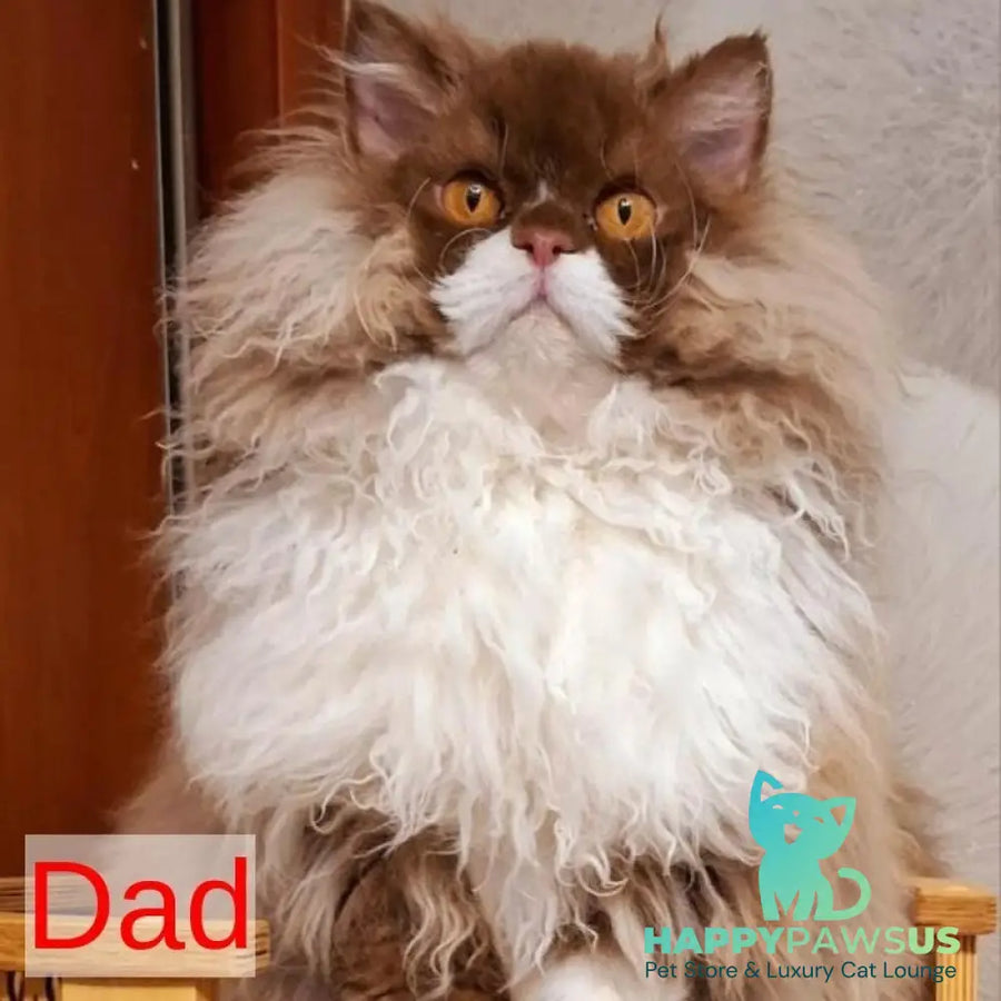 Quick Selkirk Rex male cinnamon bicolour - live animals