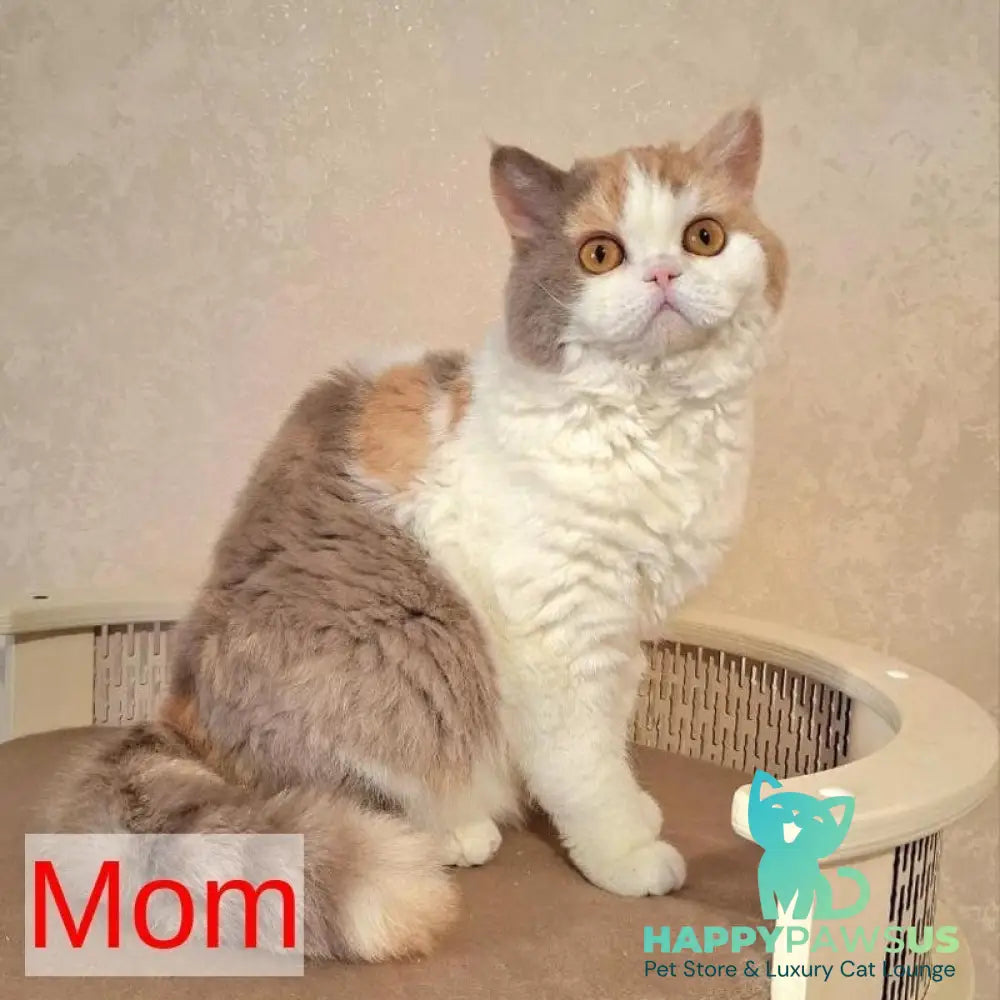 Quick Selkirk Rex male cinnamon bicolour - live animals