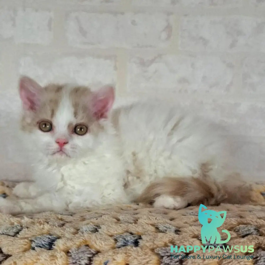 Quick Selkirk Rex male cinnamon bicolour - live animals