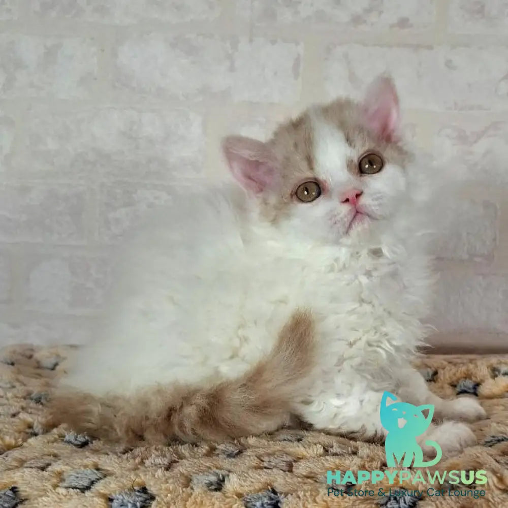 Quick Selkirk Rex male cinnamon bicolour - live animals