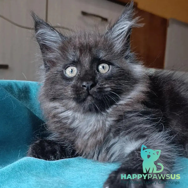 Quick Silver Maine Coon male black silver - live animals