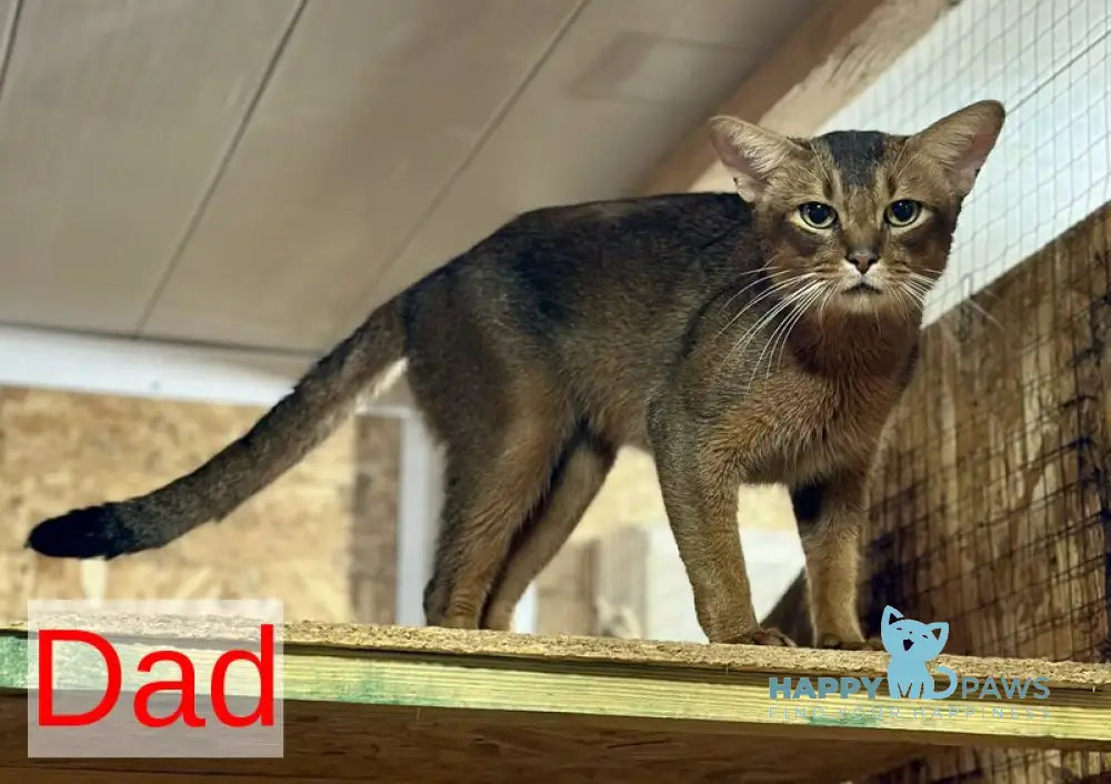 Quick Somali male ruddy live animals