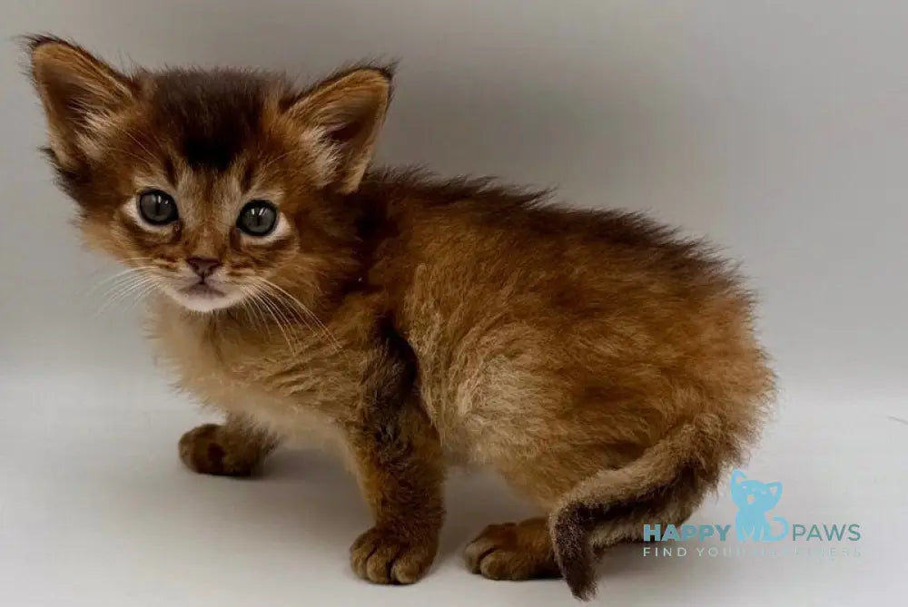 Quick Somali male ruddy live animals