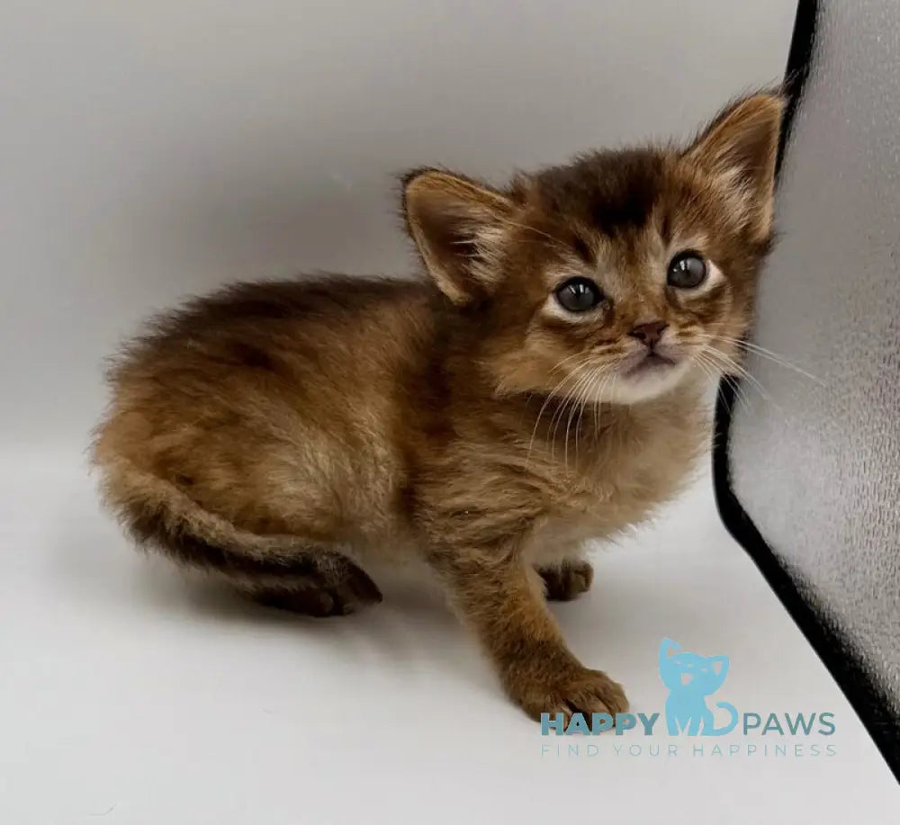 Quick Somali male ruddy live animals