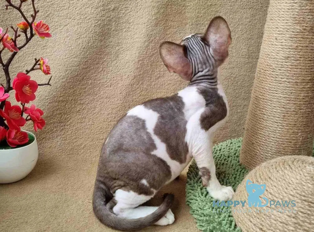 Quico Devon Rex male chocolate bicolour live animals