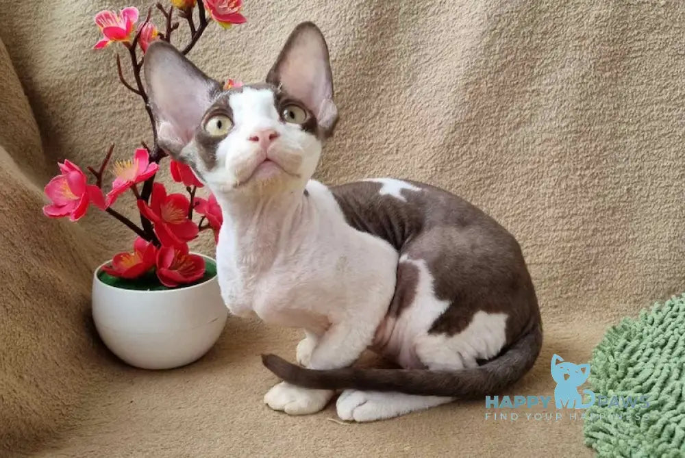 Quico Devon Rex male chocolate bicolour live animals