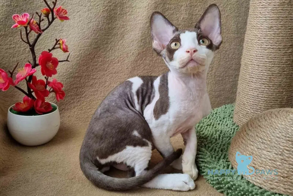 Quico Devon Rex male chocolate bicolour live animals