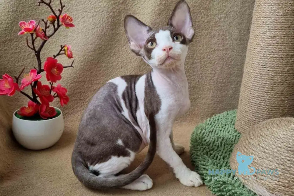 Quico Devon Rex male chocolate bicolour live animals