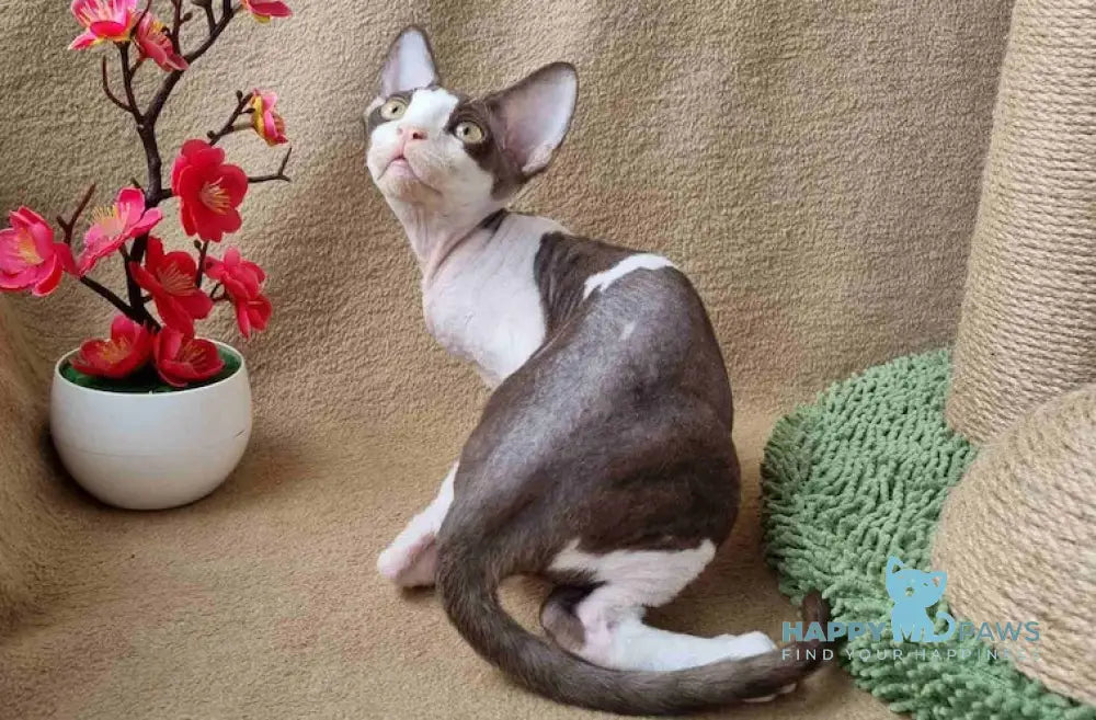 Quico Devon Rex male chocolate bicolour live animals