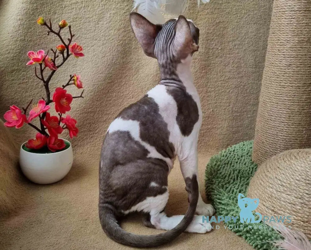 Quico Devon Rex male chocolate bicolour live animals