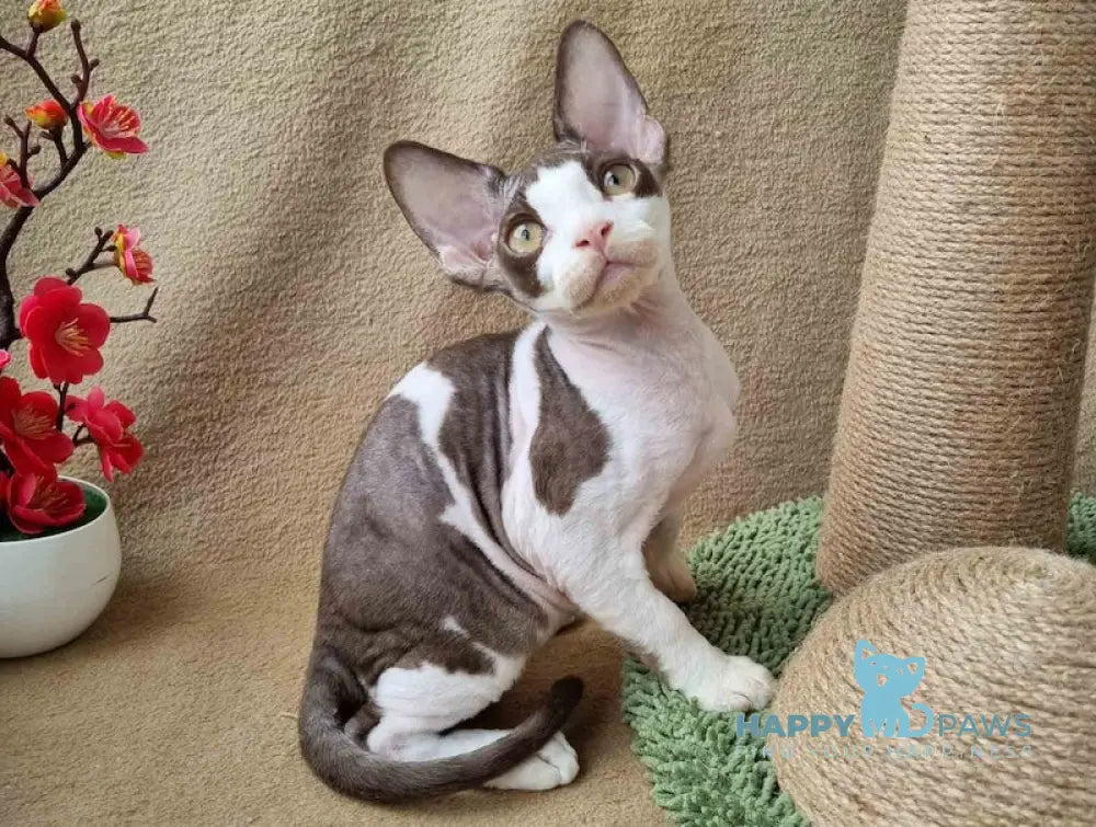 Quico Devon Rex male chocolate bicolour live animals